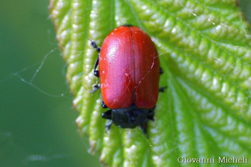 Chrysomelidae: Chrysomela populi